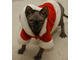 a472280-Charlie (Christmas Large).jpg